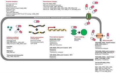 Exploring antibiotic resistance mechanisms in Mycobacterium abscessus for enhanced therapeutic approaches